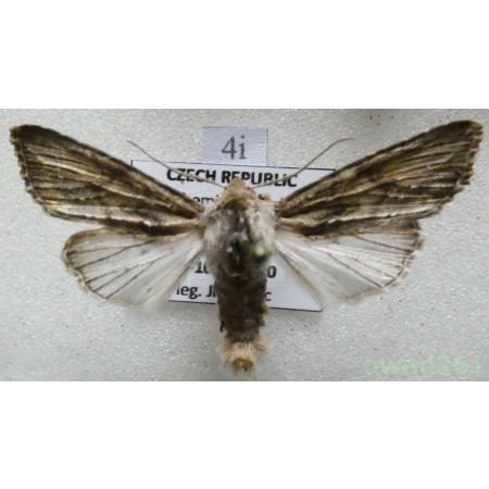 Egira conspicillaris (Linnaeus, 1758) Czech4i